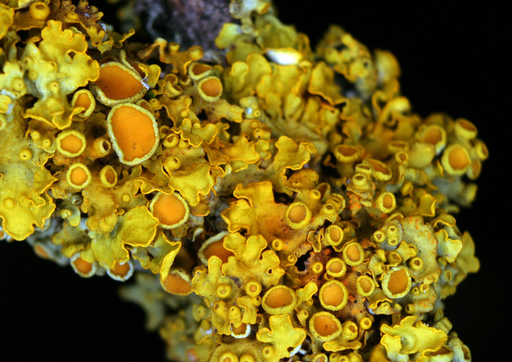 Ускользающая красота: как из симбиоза грибов и водорослей рождаются лишайники