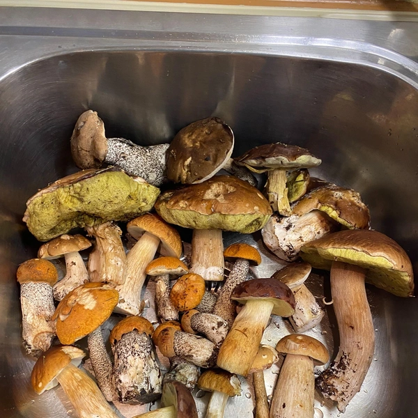 Источник: «Грибы и Грибники Подмосковья» / vk.com