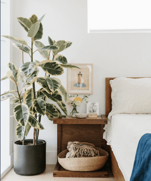 Самые модные комнатные растения 2019 года