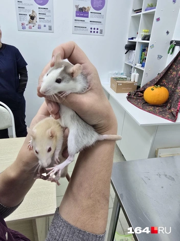 Сладкая парочка | Источник: Семен Коротов-Майбах / 164.RU