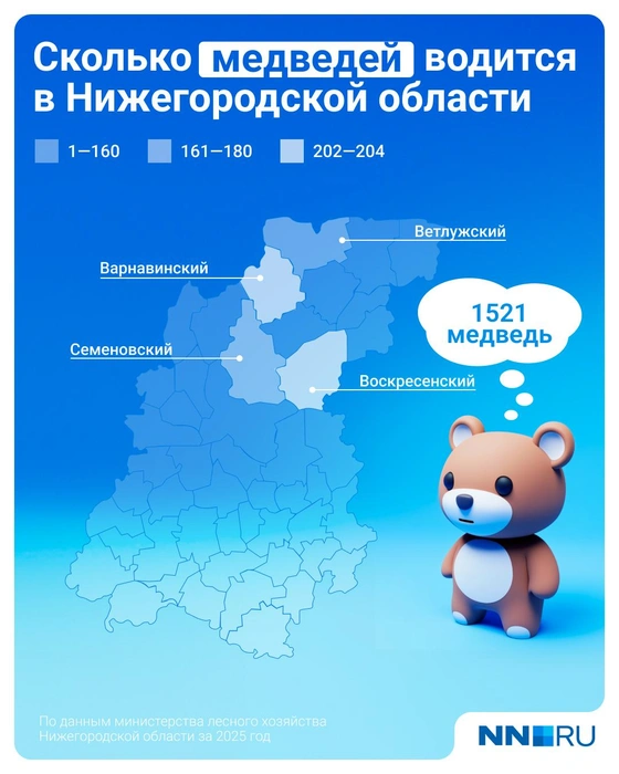 Медведи живут преимущественно на севере региона | Источник: Евгения Бикунова / Городские медиа