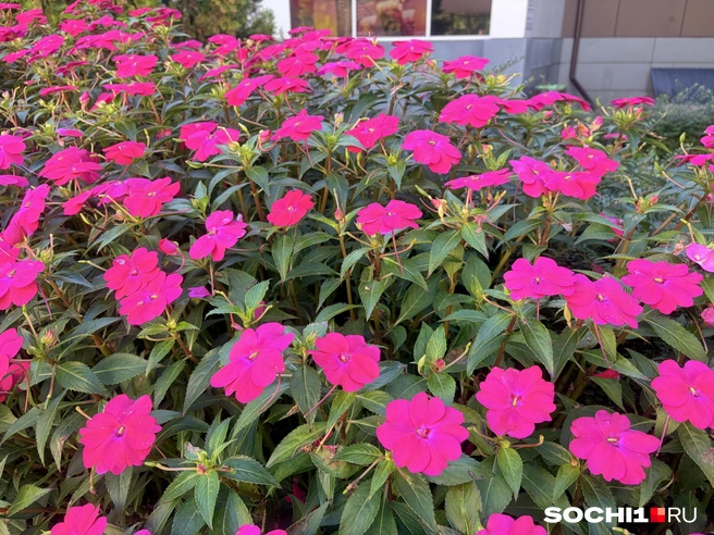В Сочи к зиме высадили бальзамины  | Источник: Анна Грицевич / SOCHI1.RU
