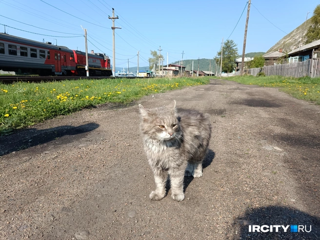 Кот Матроскин, которого спасли в Порту Байкал зимой 2024 года | Источник: Алина Ринчино / «ИрСити»