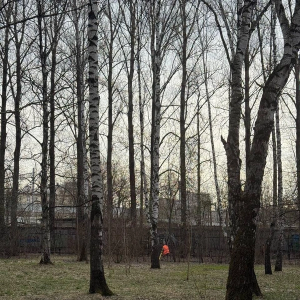 Источник: «Сохраним ООПТ Покровское-Стрешнево» / T.me