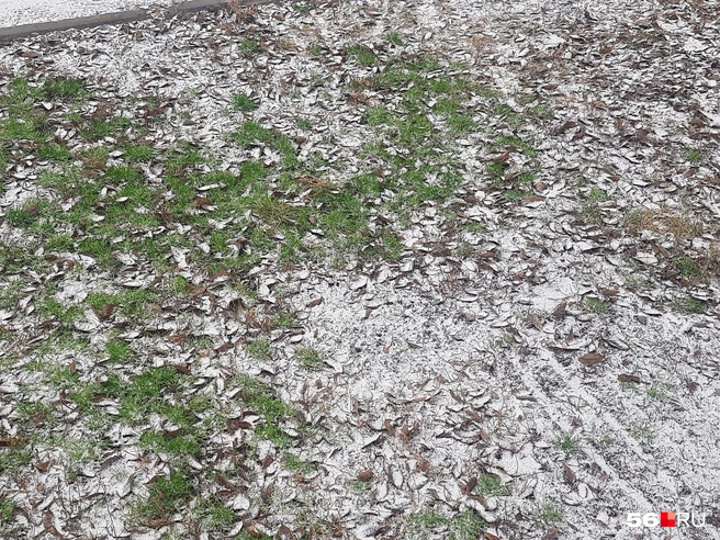 Источник: Анастасия Баринова / 56.RU