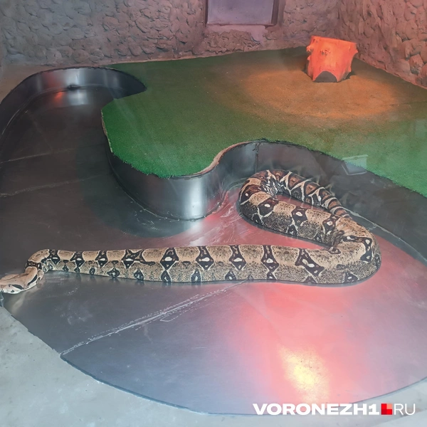 Источник: Алёна Воропаева / Voronezh1.ru