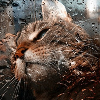 Аватарка Vika_1998