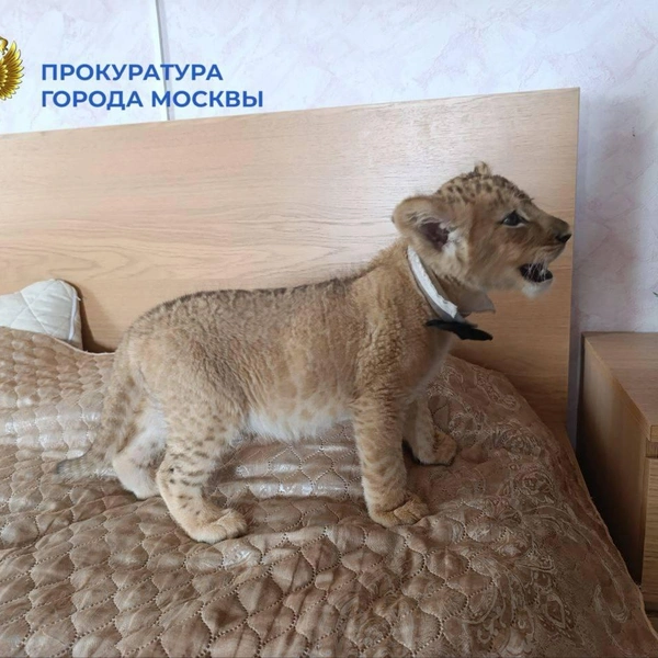 Источник: ПРОКУРАТУРА МОСКВЫ
