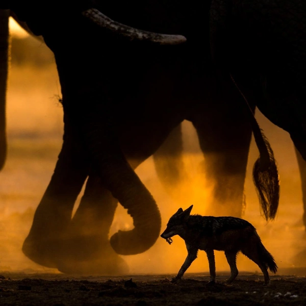 Победитель в номинации «Млекопитающие» | Источник: Sarah Skinner / Nature Photographer of the Year 2016