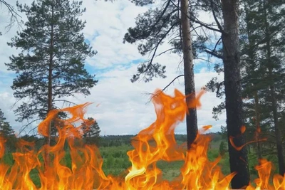 Двенадцать лесных пожаров тушат в трёх округах Приамурья