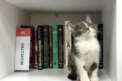 «Книга за корм»: стартовал марафон помощи животным