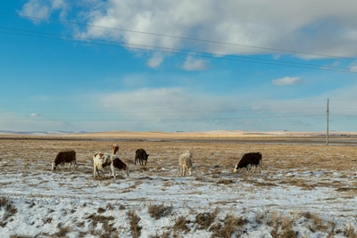 Три кучи коровьих останков найдены под Красноярском