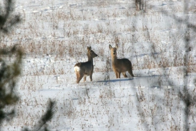 Суд взыскал с амурчанина ущерб за незаконный отстрел косули