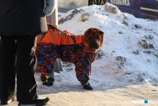 Укутали горожане не только себя, но и питомцев | Источник: Андрей Бортко / NGS.RU