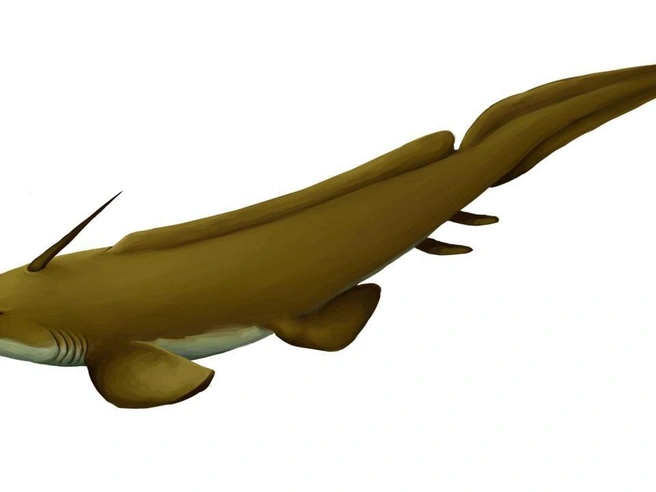 Реконструкция пресноводной акулы Xenacanthus, жившей в пермском периоде. | Источник: Gasmasque, CC BY-SA 4.0, via Wikimedia Commons