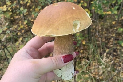 Нижегородцам может потребоваться разрешение на сбор грибов