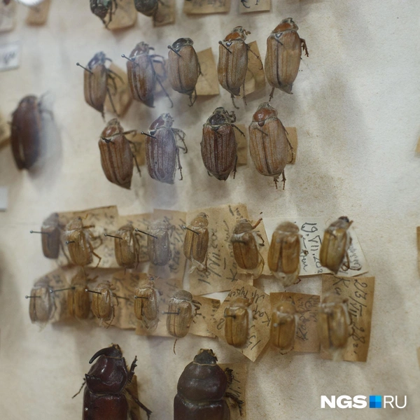 Каждый экземпляр — коренной житель нашего региона | Источник: Андрей Бортко / NGS.RU