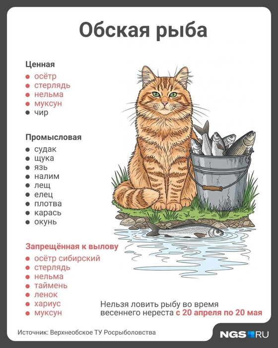Большинство ценных рыб запрещены к вылову | Источник: Юрий Орлов / Городские медиа