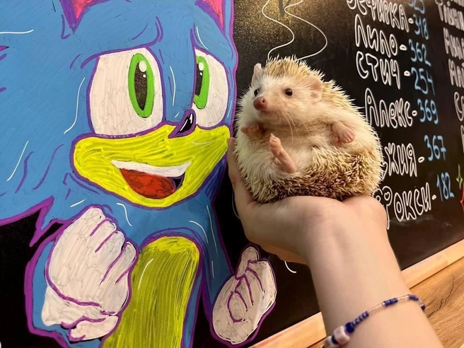 Кафе с ежами открыли в 2022 году | Источник: ejeminutka_kzn / T.me