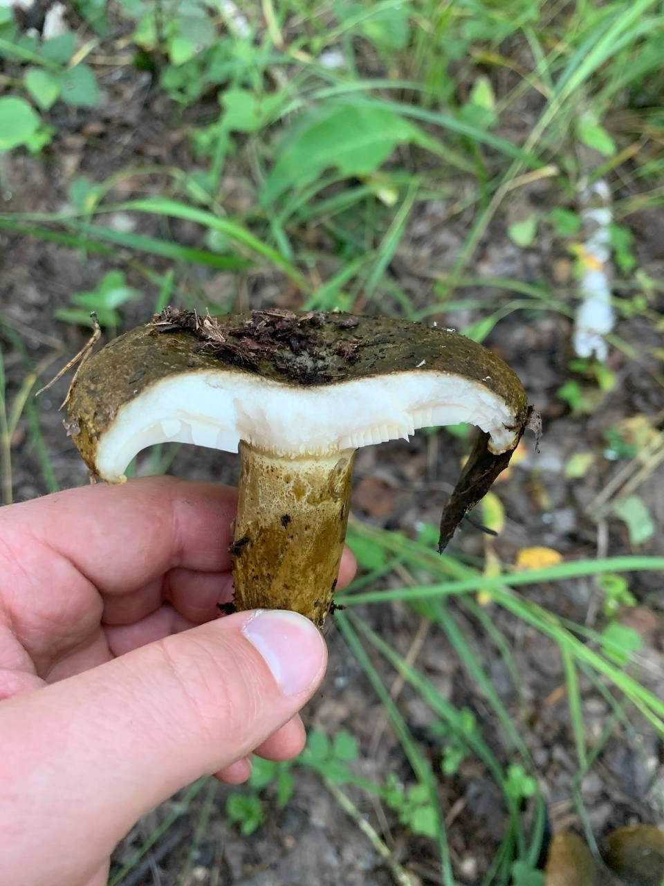 Так гриб выглядит в разрезе | Источник: читатель 72.RU