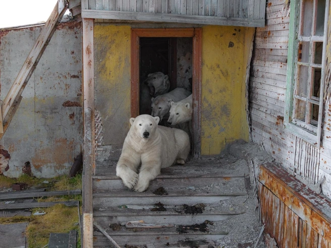 Белые медведи на Чукотке в этом году стали своего рода сенсацией. Вадим Махоров сравнивает эти снимки по виральности с руферскими, но ориентируется уже на более сложный, содержательный контент | Источник: Vadim Makhorov / t.me