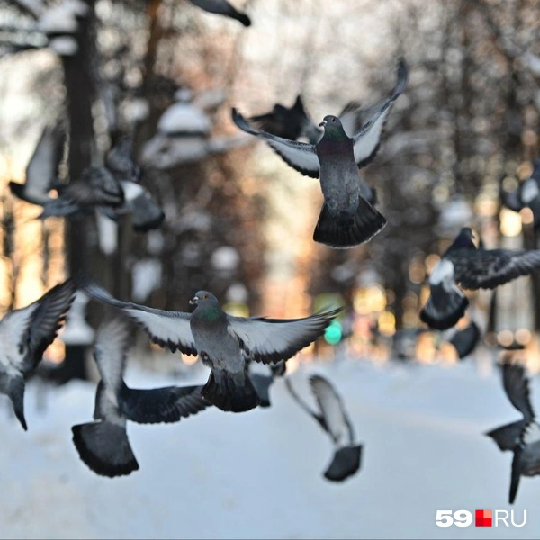 Красивый кадр нашего фотографа со взлетающими голубями | Источник: Василина Любимова / 59.RU