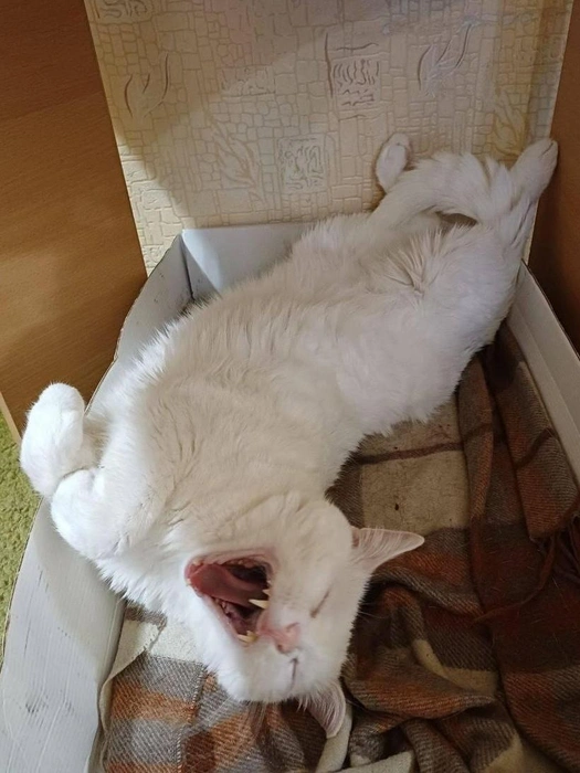 Судя по довольной мордочке, котик в восторге от лежанки в виде коробки и пледа | Источник: читательница НГС Мария
