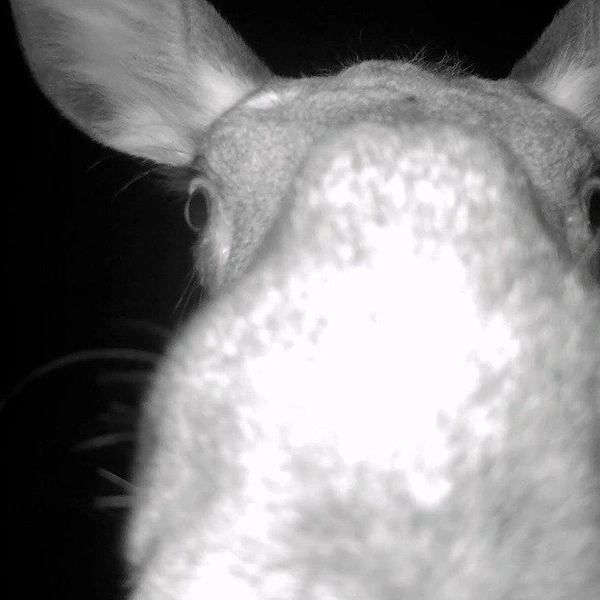 Источник: t.me/kazdoytvaripopare