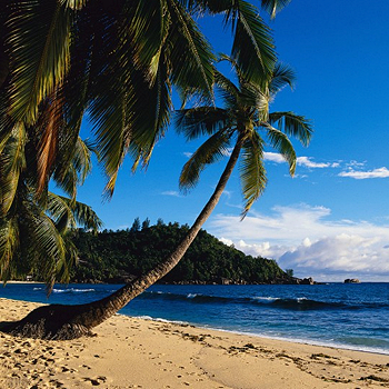 Сейшелы славятся своими классическими «баунти-пейзажами» со склоненными к океану пальмами. Где-то там, на террасе одного из бунгало и соседнем пляже, снимался фильм «Возвращение Эммануэль».