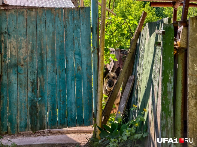 Чего вы пришли, никого нет дома! | Источник: Булат Салихов / UFA1.RU