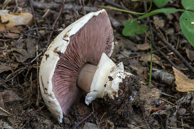 У съедобного шампиньона есть в основании мешочек | Источник: mycology.su