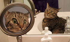 21 фотография котов, которые пытаются разгадать тайну зеркал
