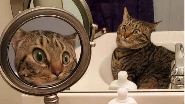 21 фотография котов, которые пытаются разгадать тайну зеркал