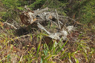 Дело о рубке леса на 1,3 млн рублей передали в суд