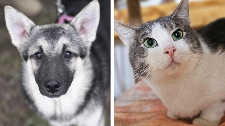 Котопёс недели: щенок Пельмешек и кот Маус ждут своих людей в приюте | Источник: приют Бирюлево