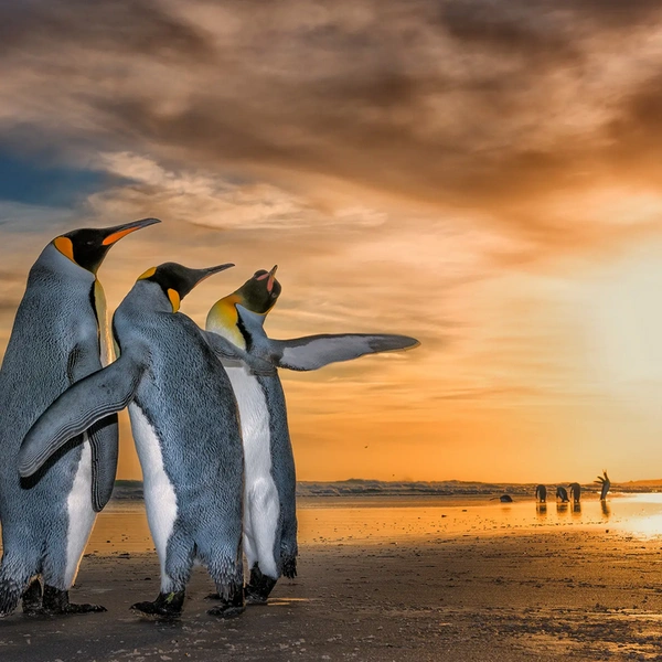 «Господа, позвольте вас пригласить ко мне» | Источник: Wim van den Heever / WPOTY 2018