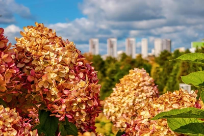 Уфа потратит 19 миллионов на озеленение улиц