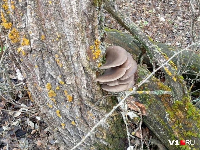 Фотографии грибов присылали читатели V1.RU | Источник: читатели V1.RU