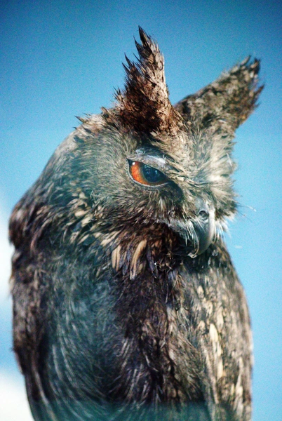 В парке содержатся совы разных видов, включая эту ошейниковую совку с томным взглядом