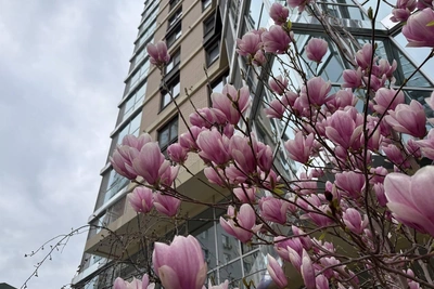 Прогноз погоды в Краснодаре на последние выходные марта: весеннее потепление и дожди