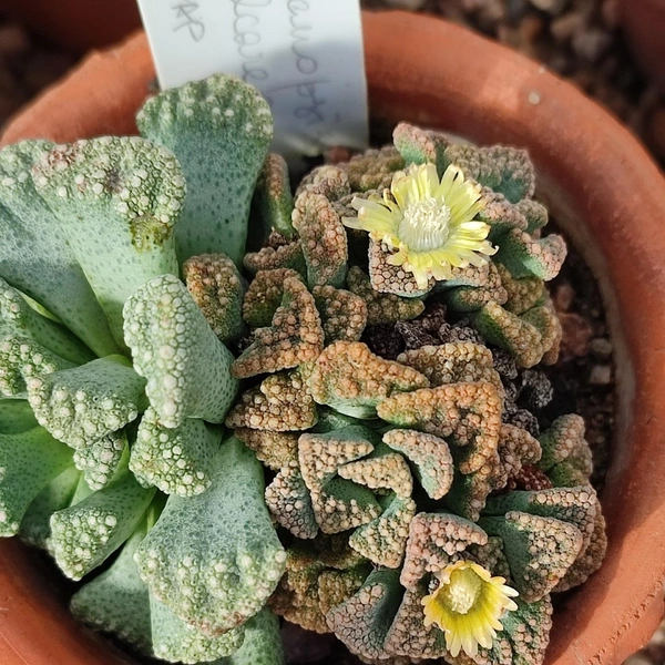 Источник: предоставлено КПЦ БИН РАН