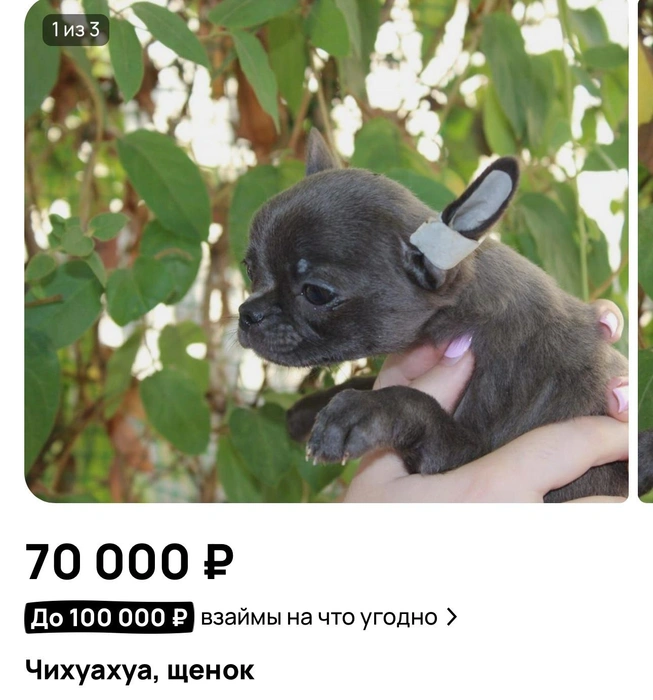 Чихуа-хуа за 70 тысяч | Источник: «Авито»