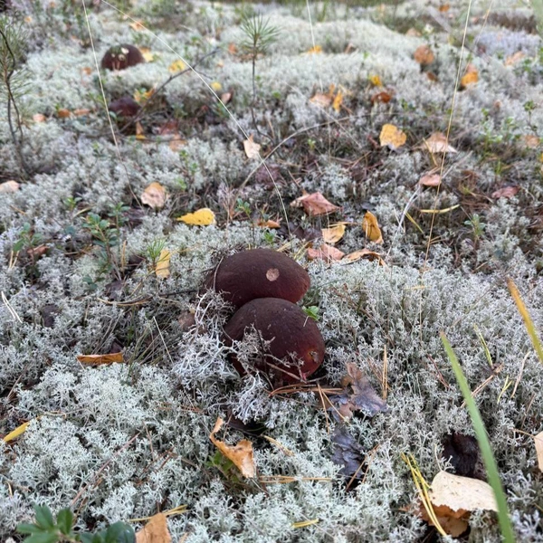 Губернатор нашел шикарные боровые белые | Источник: Дмитрий Махонин / Telegram