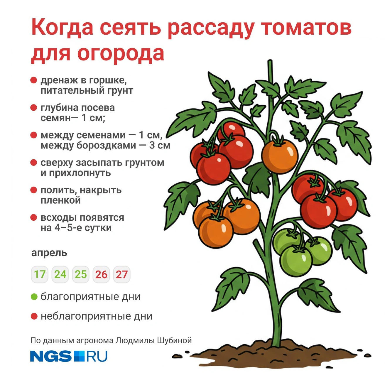 Томаты на огороде развиваются быстрее, чем в теплице | Источник: Юрий Орлов / Городские медиа