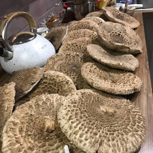 Источник: читатели V1.RU