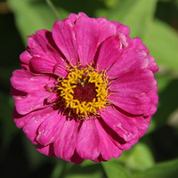 Аватарка Бэтти