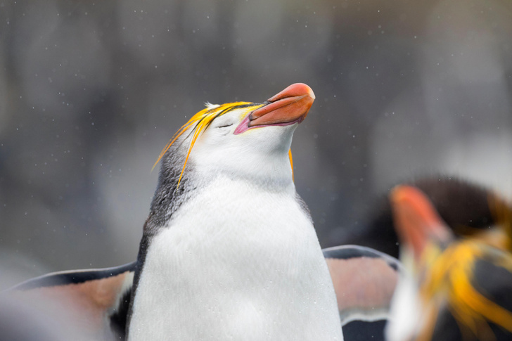 Пингвины под дождем: температура в Антарктиде поднялась на 40 градусов выше нормы