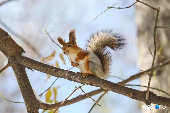 Вымерзнуть должно всё живое | Источник: Александр Ощепков / NGS