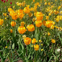 Аватарка sovanna2011agrofena@gmail.com