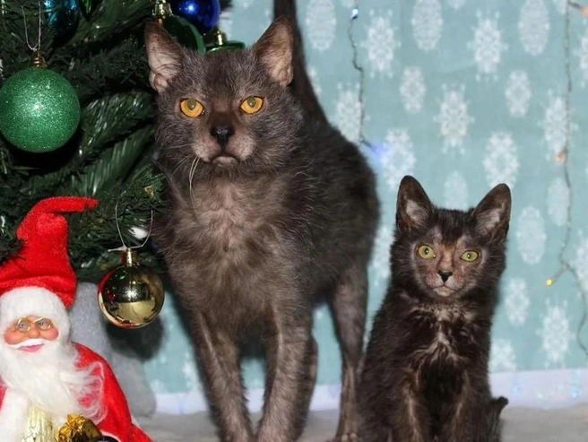 Такой кот выглядит очень необычно | Источник: Avito.ru